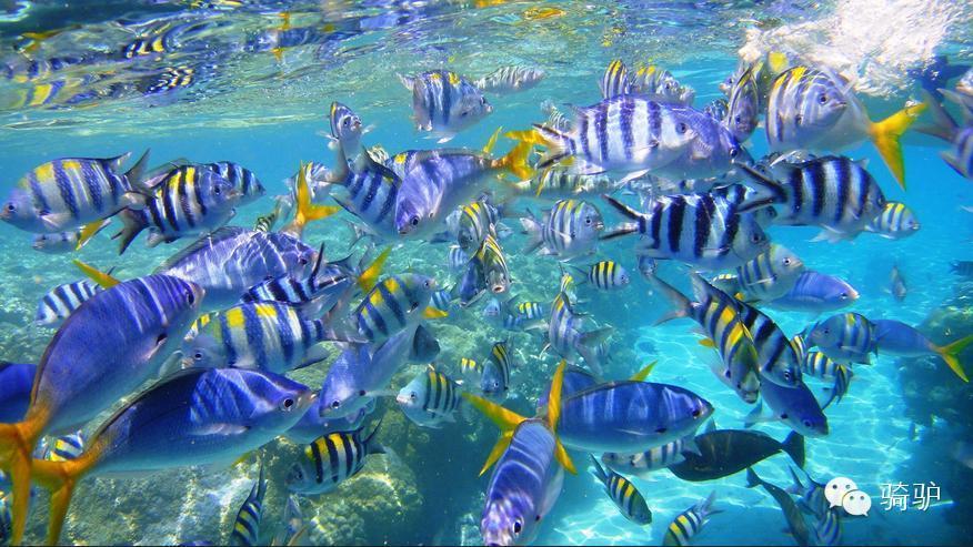 {ONEBETS}(怎么去帕劳旅游)